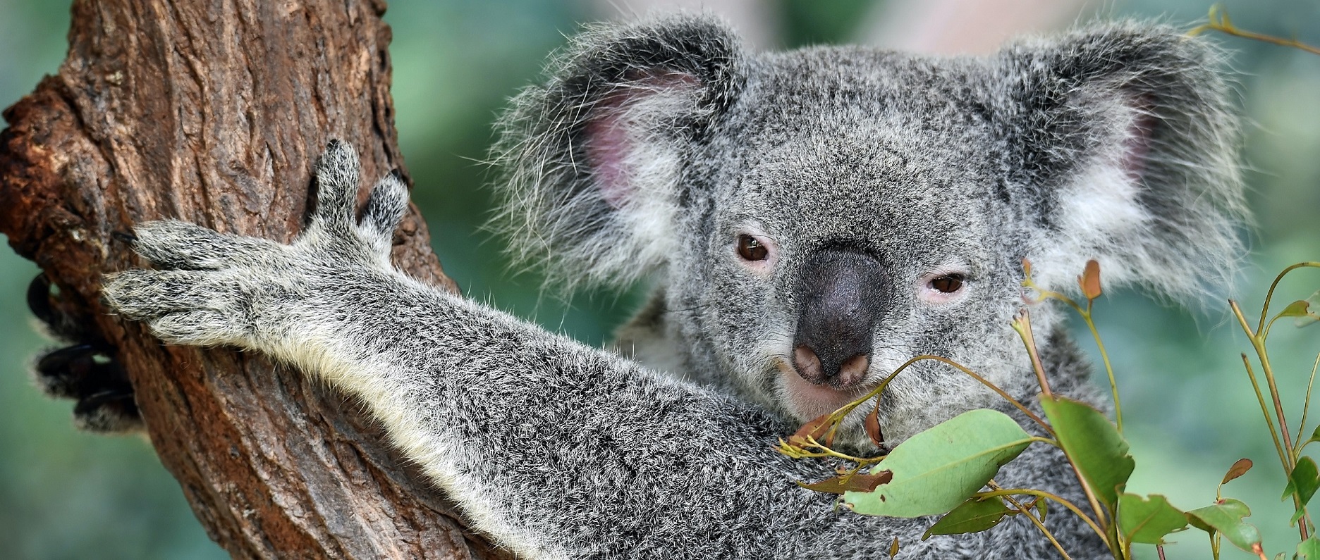 Aussie Koalathin